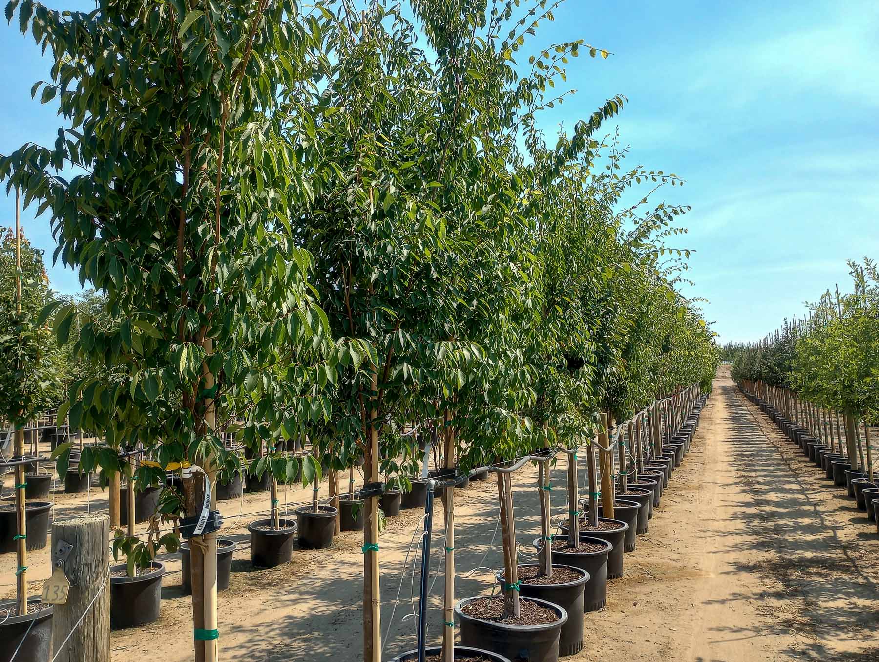 Musashino Columnar Zelkova Tree | Garden Gate Nursery